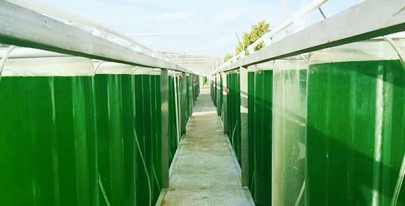 Algae Source and Cultivation